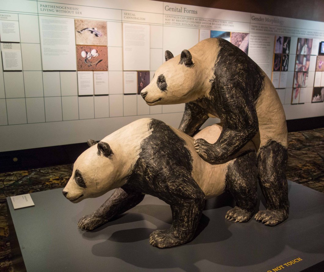 a visit to the museum of sex nyc d.d. teoli jr. (41)