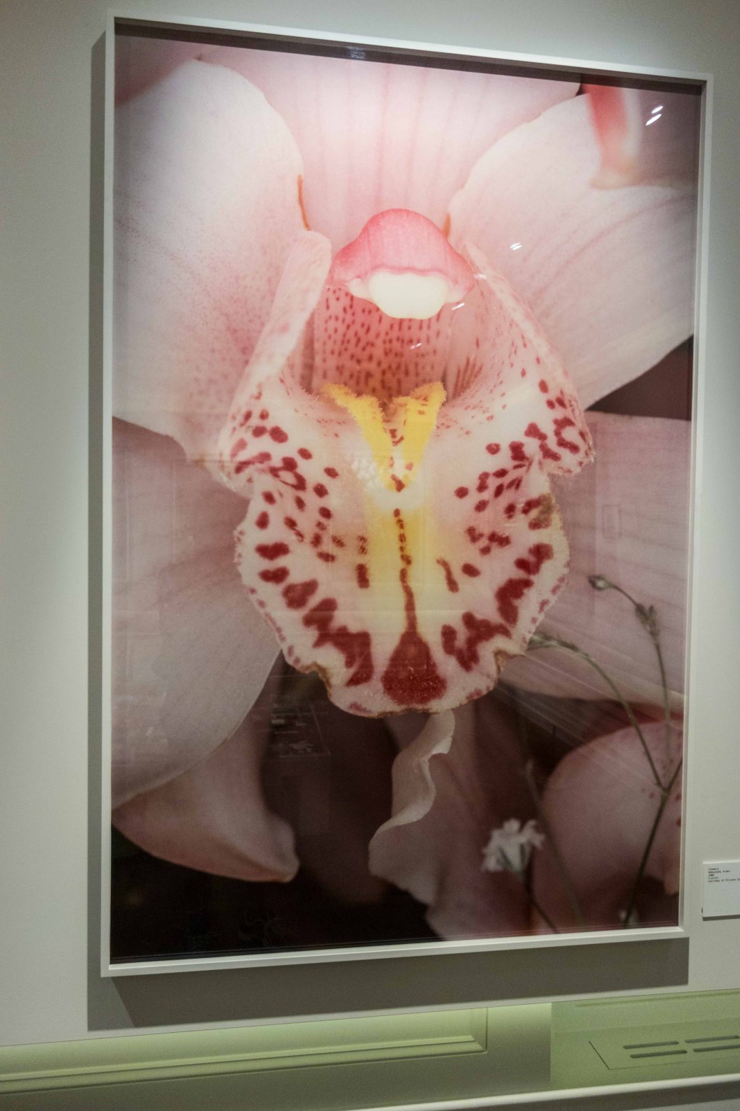 the incomplete araki mosex d.d. teoli jr. (48)