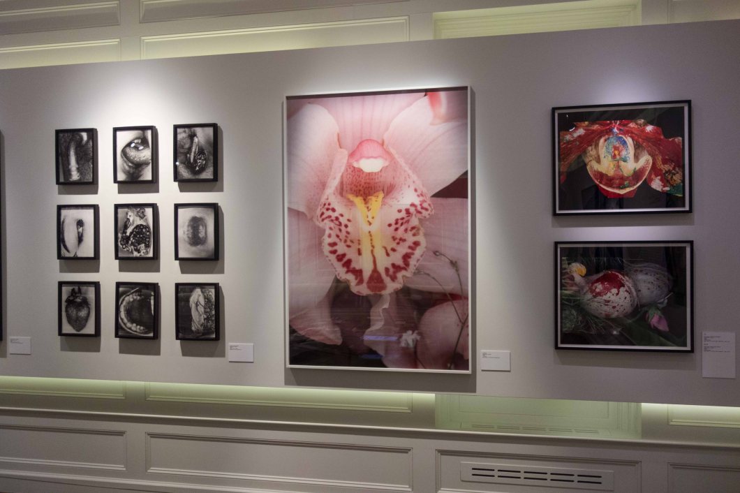 the incomplete araki mosex d.d. teoli jr. (49)